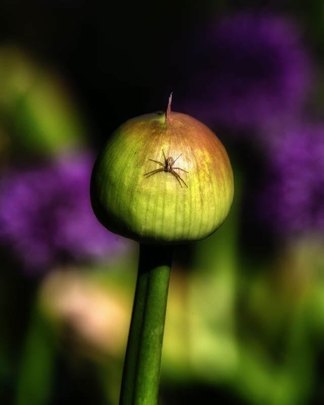 Tivoli Spider