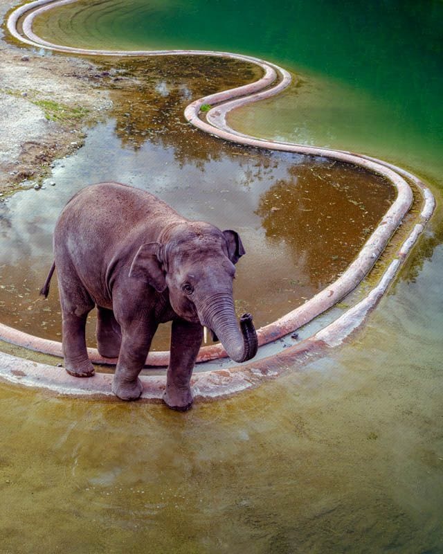 Baby Asian Elephant