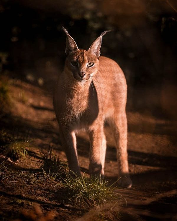Caracal Lynx
