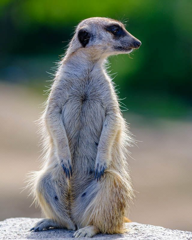Meerkat