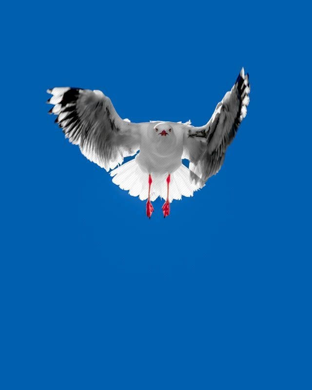 Silver Gull