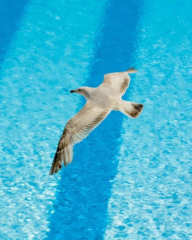Herring Gull
