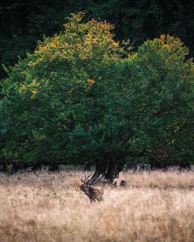 Red Stag